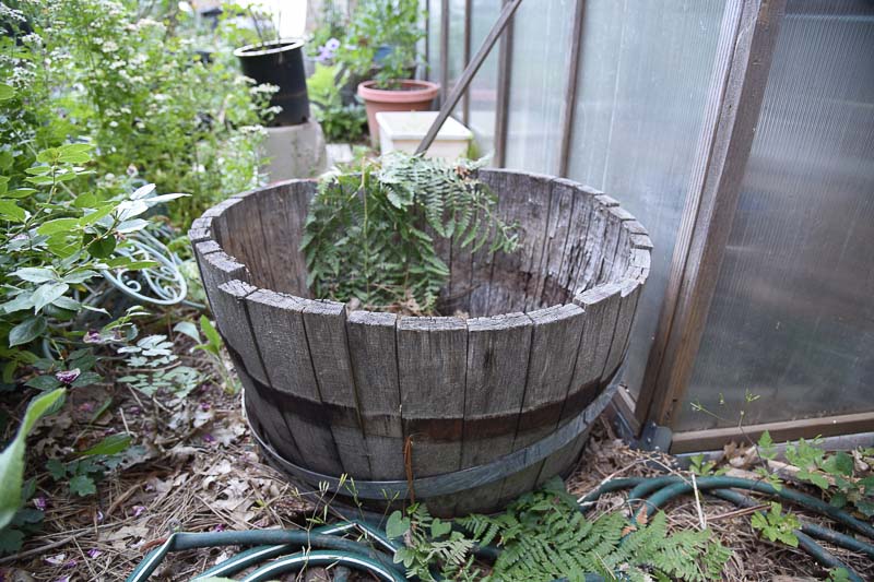 Barrel planter rotting and falling to pieces